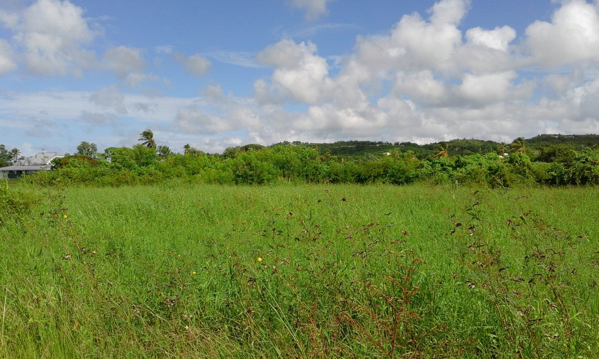 Achat terrain Marie Galante (97112) Guadeloupe Iles Réf. 2893