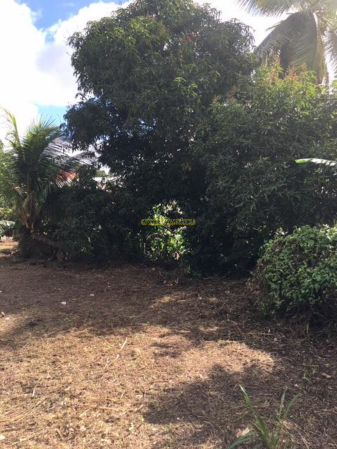 Achat terrain Les Abymes (97139) Guadeloupe Centre Réf. VTE110006042