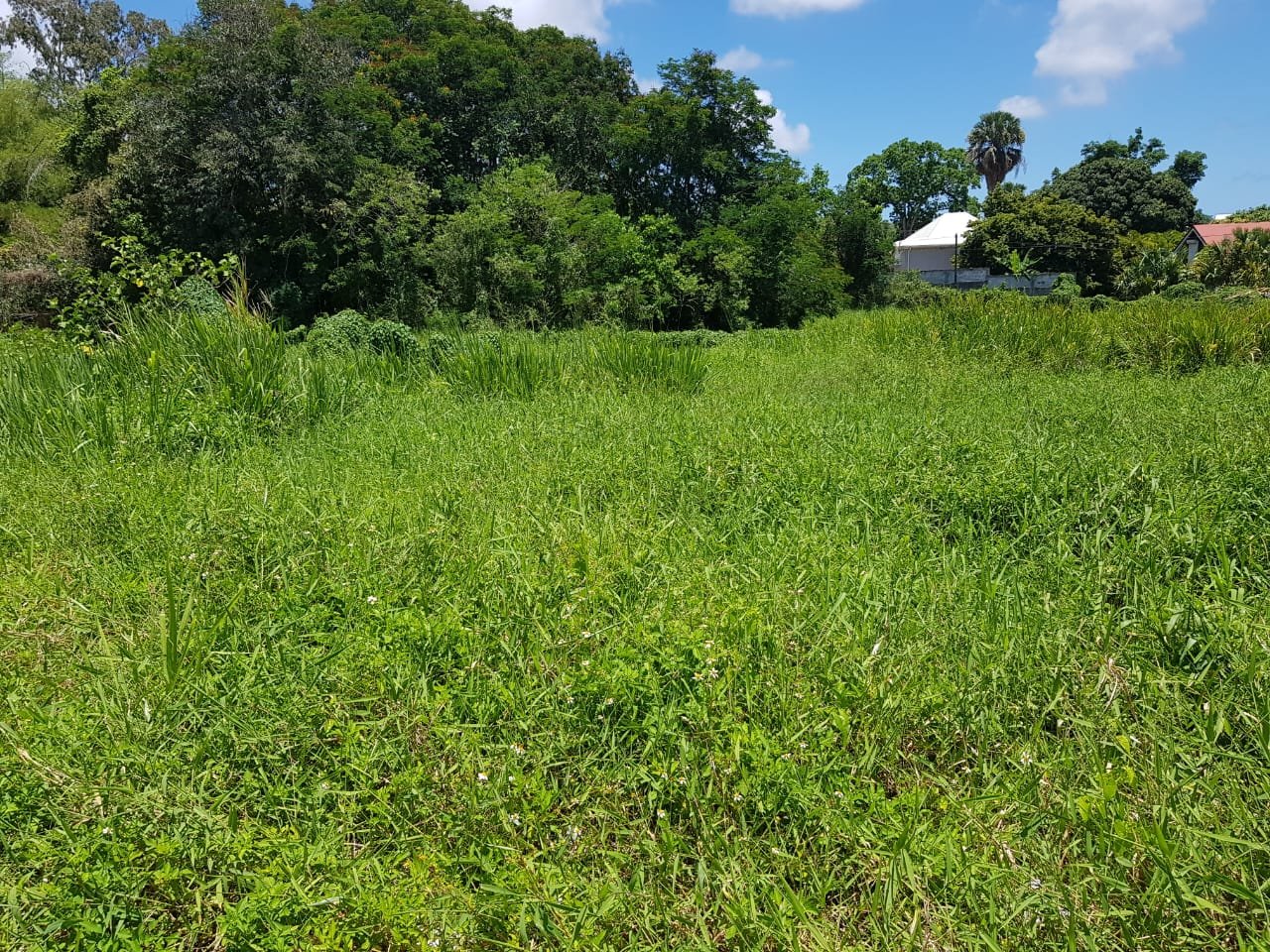 Achat terrains Les Abymes (97139) Guadeloupe Centre Réf. GR 4221