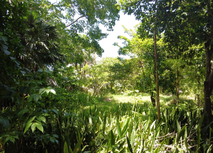 Achat terrain Le Moule (97160) Guadeloupe Grande Terre Nord Réf. 420