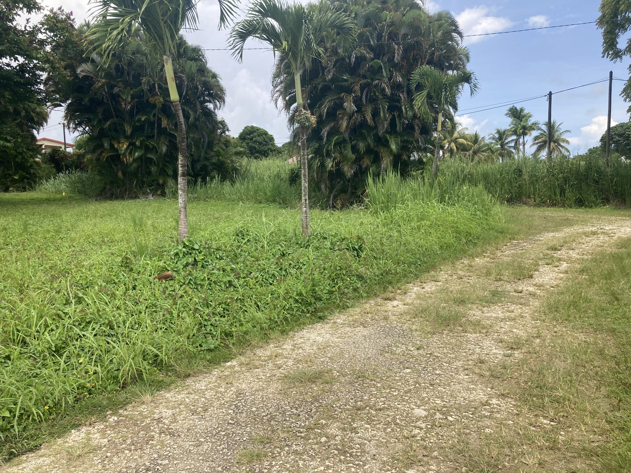 Achat terrain Petit Bourg (97170) Guadeloupe Basse Terre Nord Réf. 3