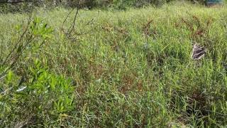 achat terrain à grand baie - pereybere - pointe aux cannoniers ()
