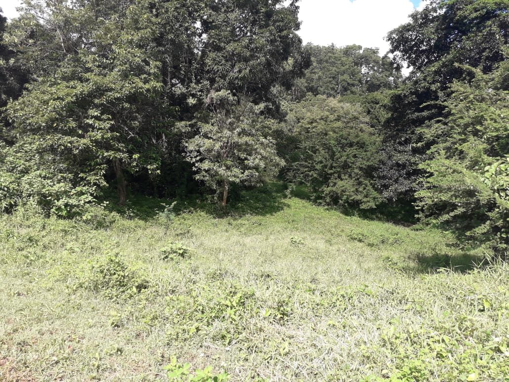 Achat terrain Les Abymes (97139) Guadeloupe Centre Réf. D01