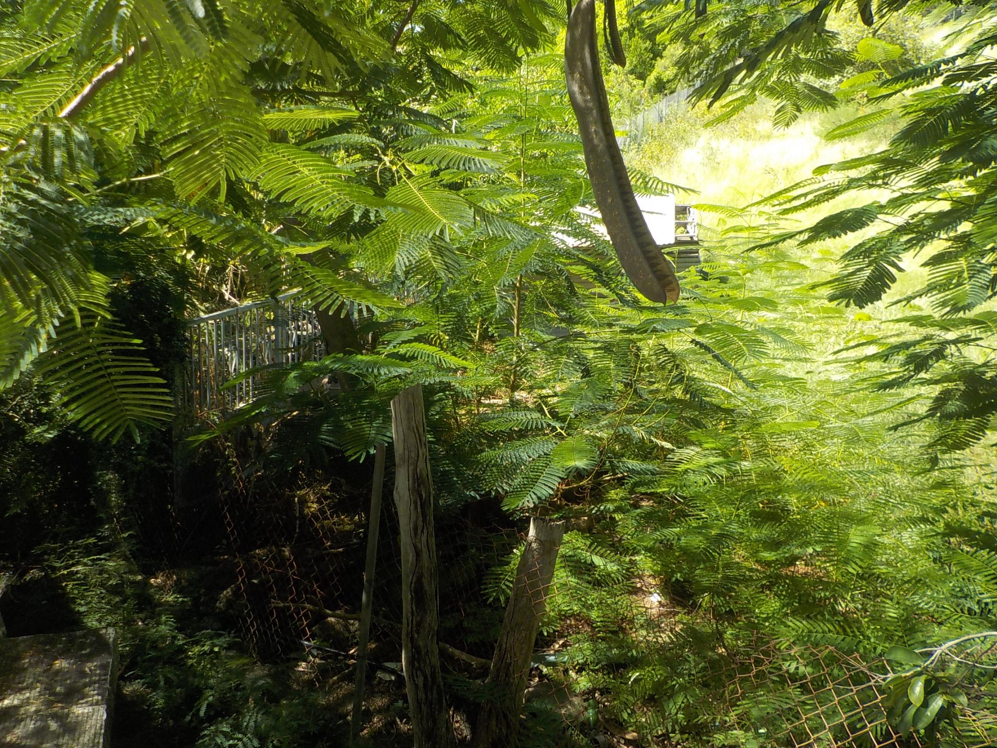 Achat terrain Pointe Noire (97116) Guadeloupe Basse Terre Nord Réf. 0250