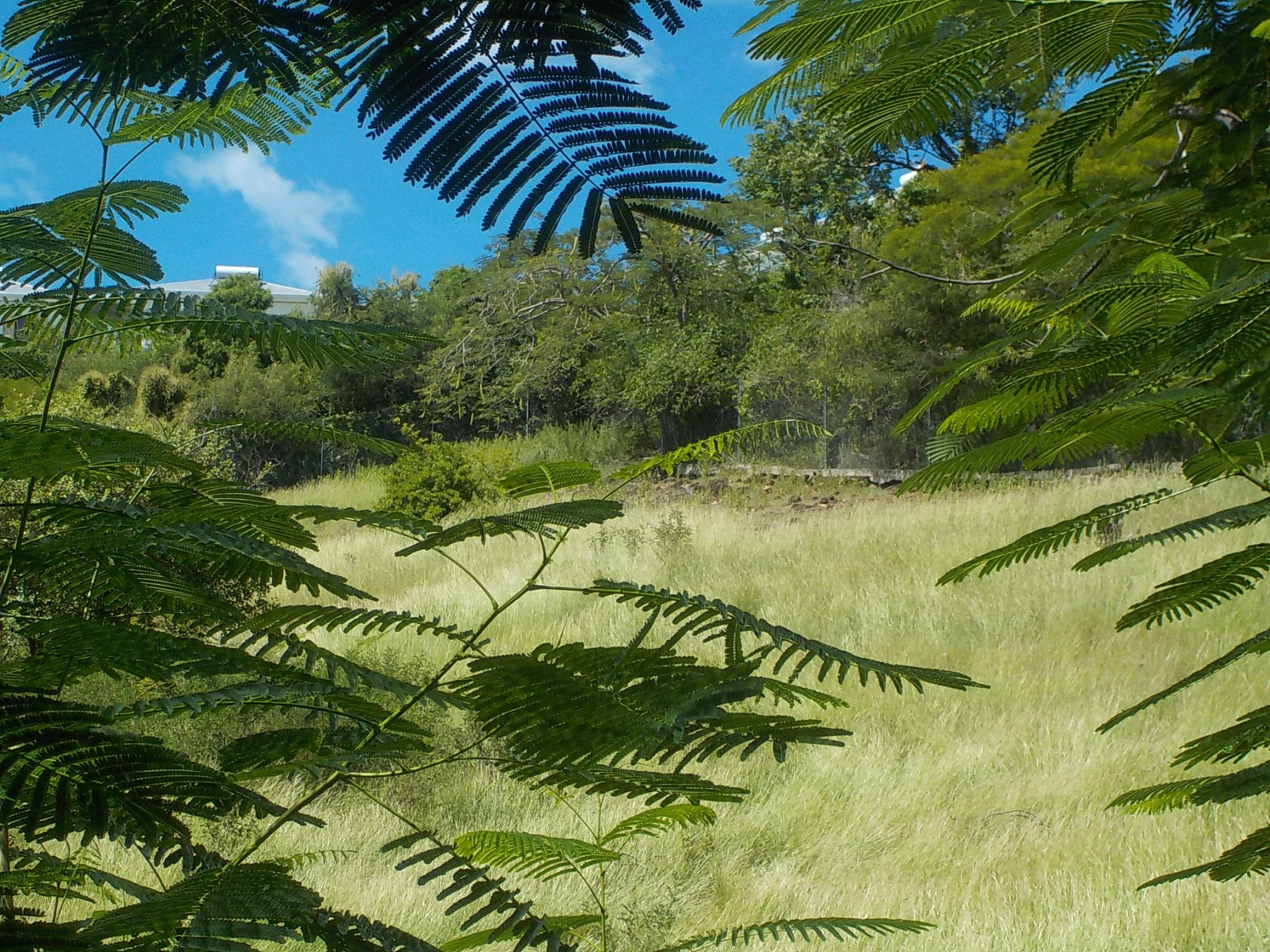 Achat terrain Pointe Noire (97116) Guadeloupe Basse Terre Nord Réf. 0250