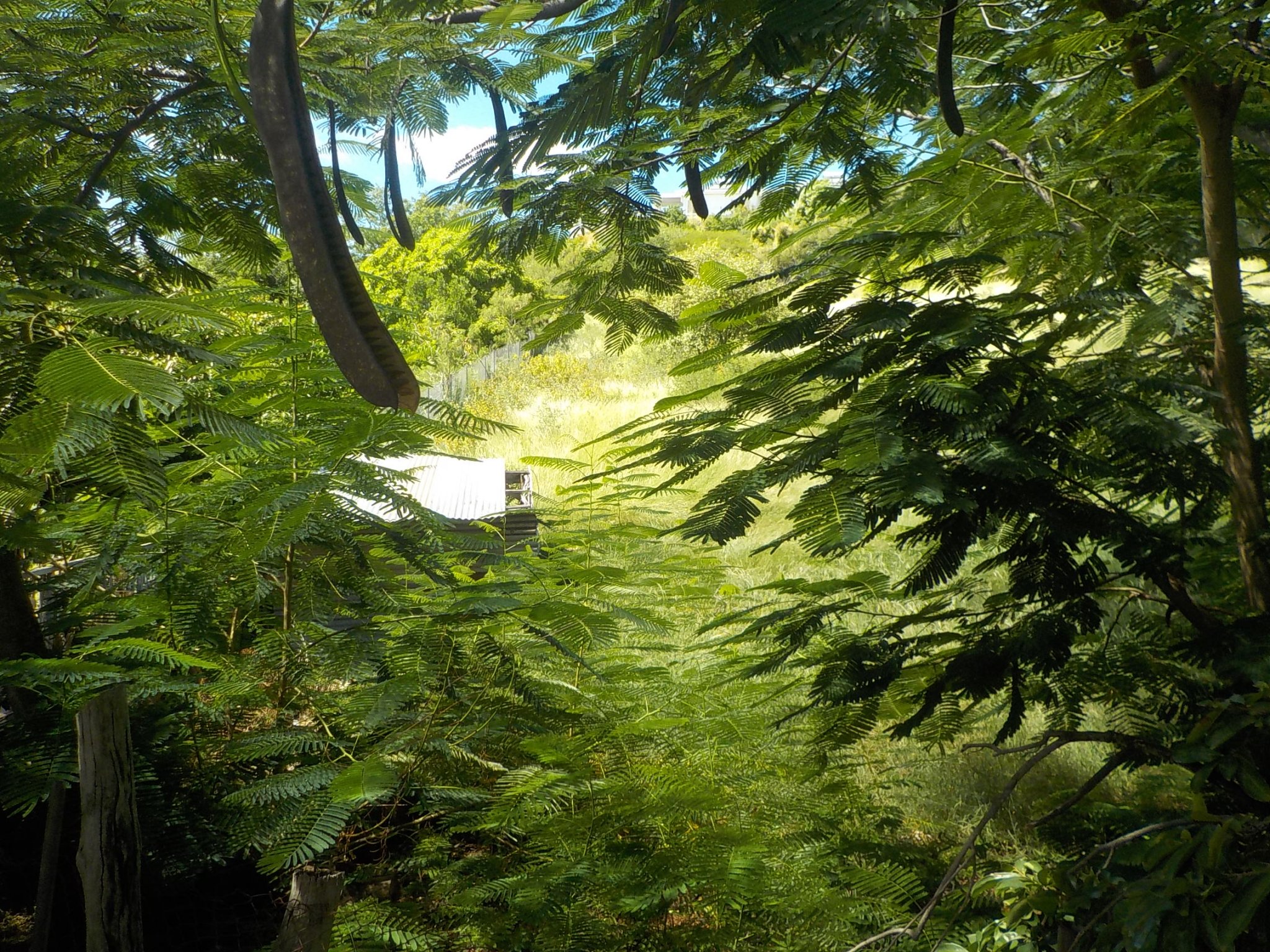 Achat terrain Pointe Noire (97116) Guadeloupe Basse Terre Nord Réf. 0250