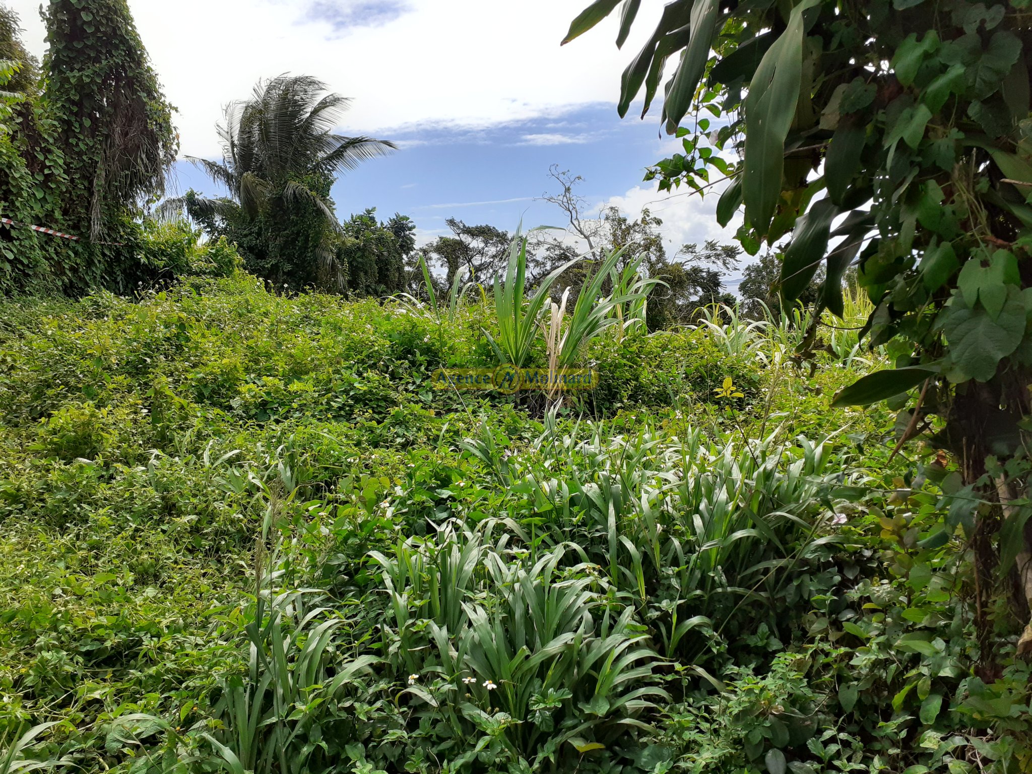 Achat terrain Trois Rivières (97114) Guadeloupe Basse Terre Sud Réf. VTE330006310