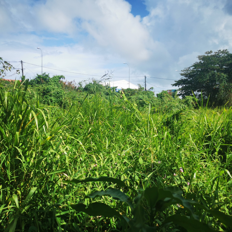 Achat terrain Le Moule (97160) Guadeloupe Grande Terre Nord Réf. 557