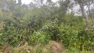 achat terrain à plaine des palmistes (97431)