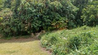 achat terrain constructible à sainte-marie (97438)