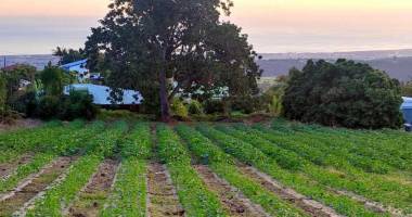 terrain à vendre bras de pontho