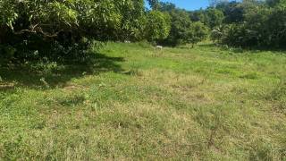 achat terrain à morne à l'eau (97111)