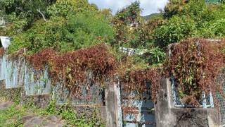 achat terrain à saint-denis (97400)