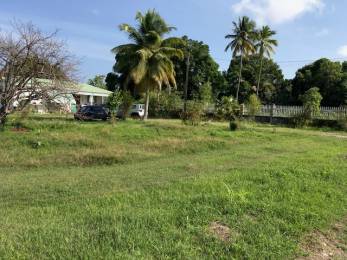 Achat Terrain Petit Canal (97131) - GUADELOUPE