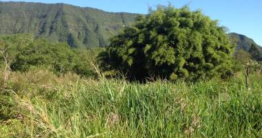 belle parcelle au calme