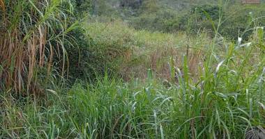 terrain de 500 m2 palmiste rouge