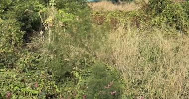 terrain rare -saline les bains -50m du lagon