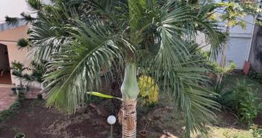a louer un appartement de type f1 sur la résidence juliette dodu à saint denis centre.