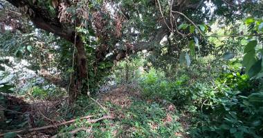 terrain à vendre à piton saint-leu : proche église, 229 m² constructible