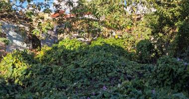 ligne des bambous - terrain 400 m²