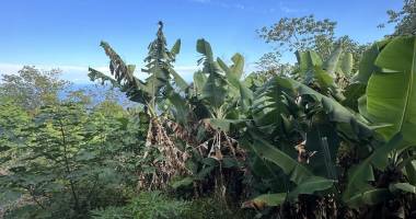 terrain À vendre – les avirons (97425)