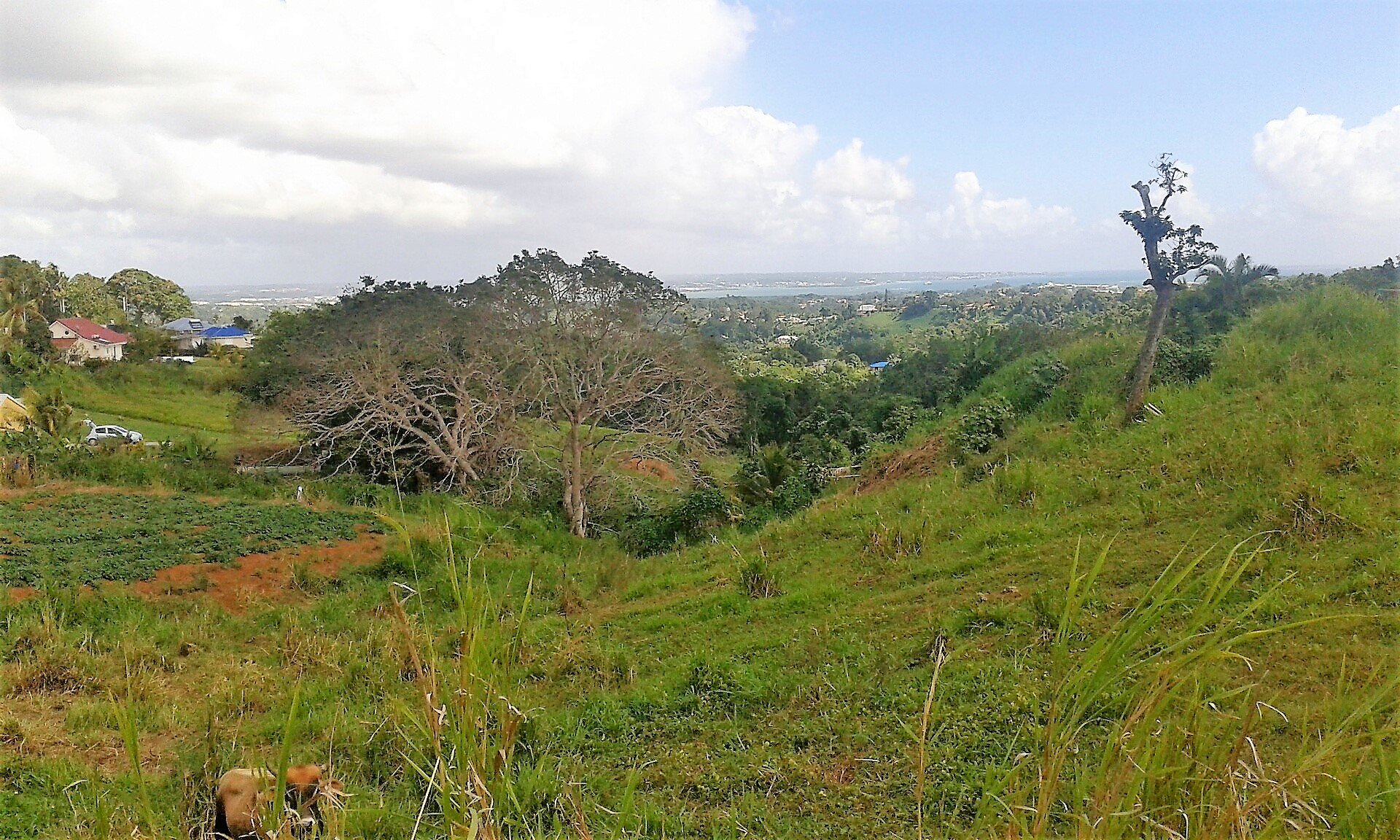 Achat terrain Petit Bourg (97170) Guadeloupe Basse Terre Nord Réf. 2445