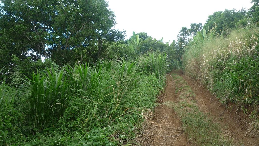 Achat terrain SainteClotilde (97490) Réunion Nord Réf. V566