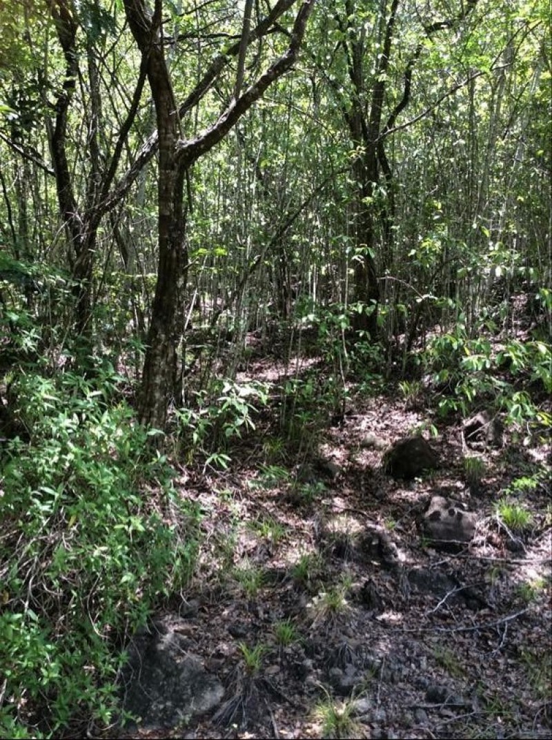 Achat terrain Pointe Noire (97116) Guadeloupe Basse Terre Nord Réf. 01556