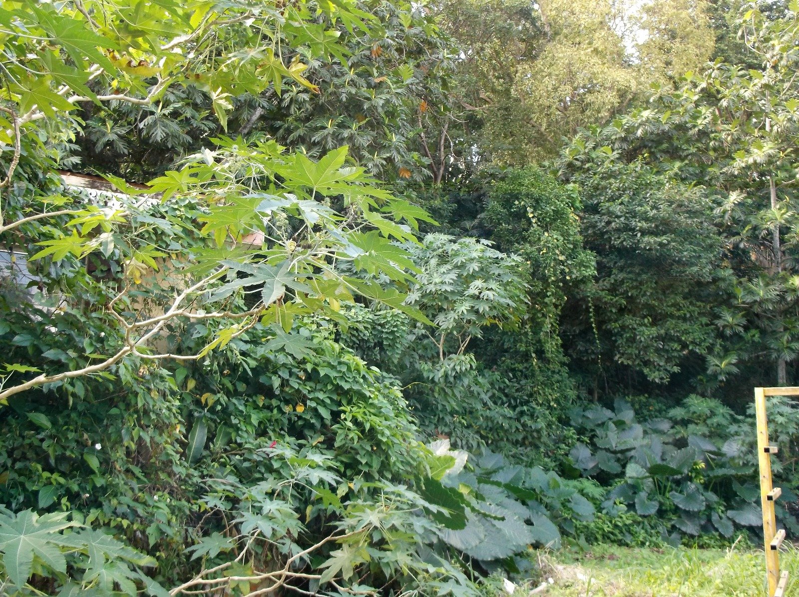 Achat terrain Les Abymes (97139) Guadeloupe Centre Réf. 2076