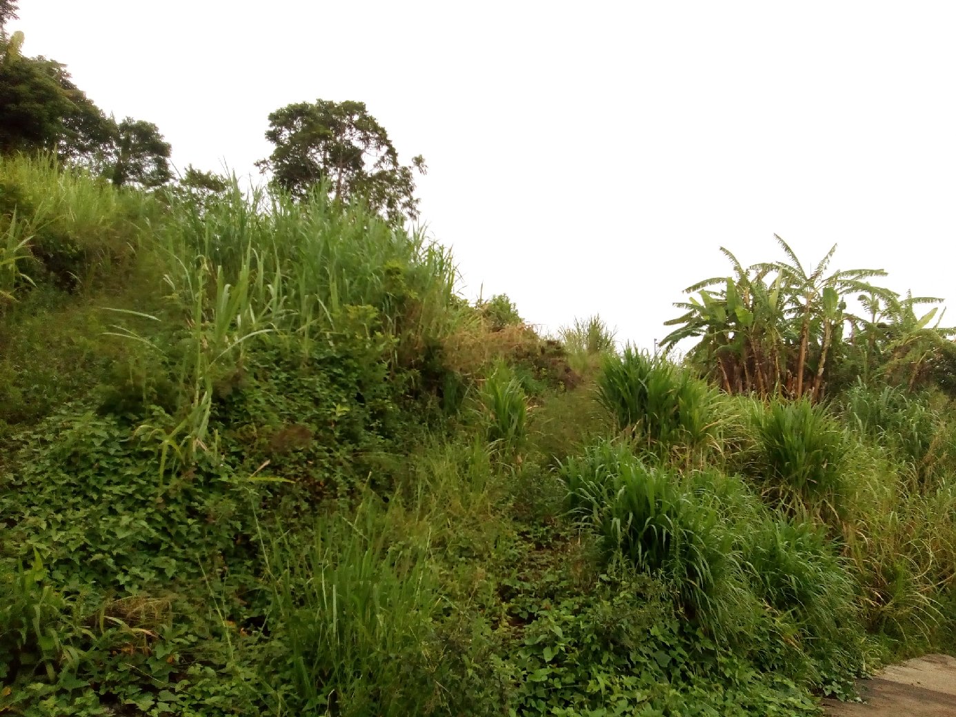 Achat terrain SainteClotilde (97490) Réunion Nord Réf. V686