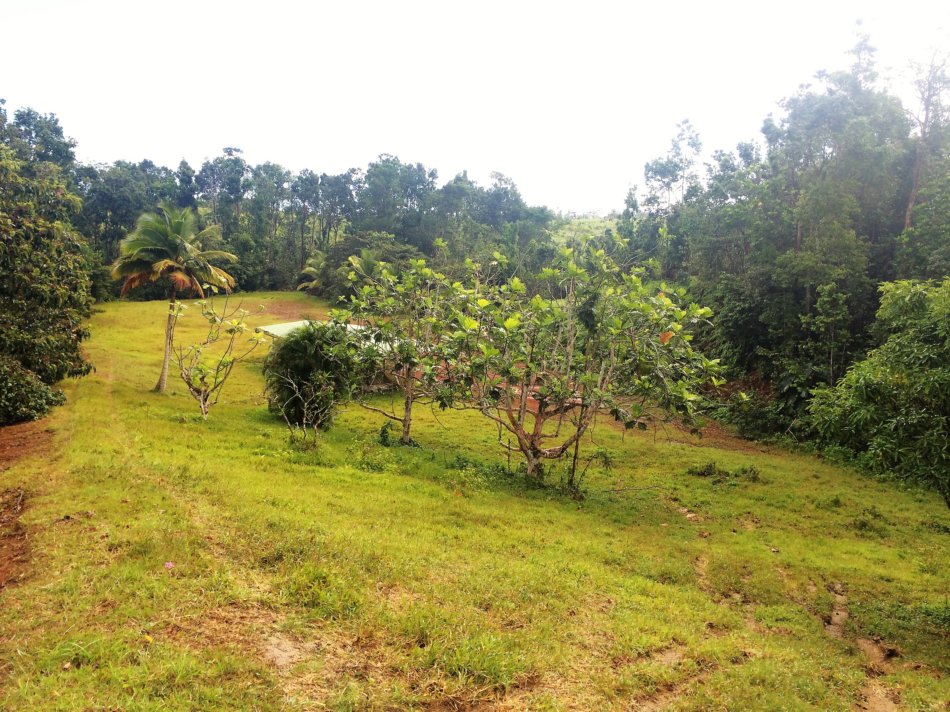 Achat terrain 1ha Petit Bourg (97170) Guadeloupe Basse Terre Nord Réf