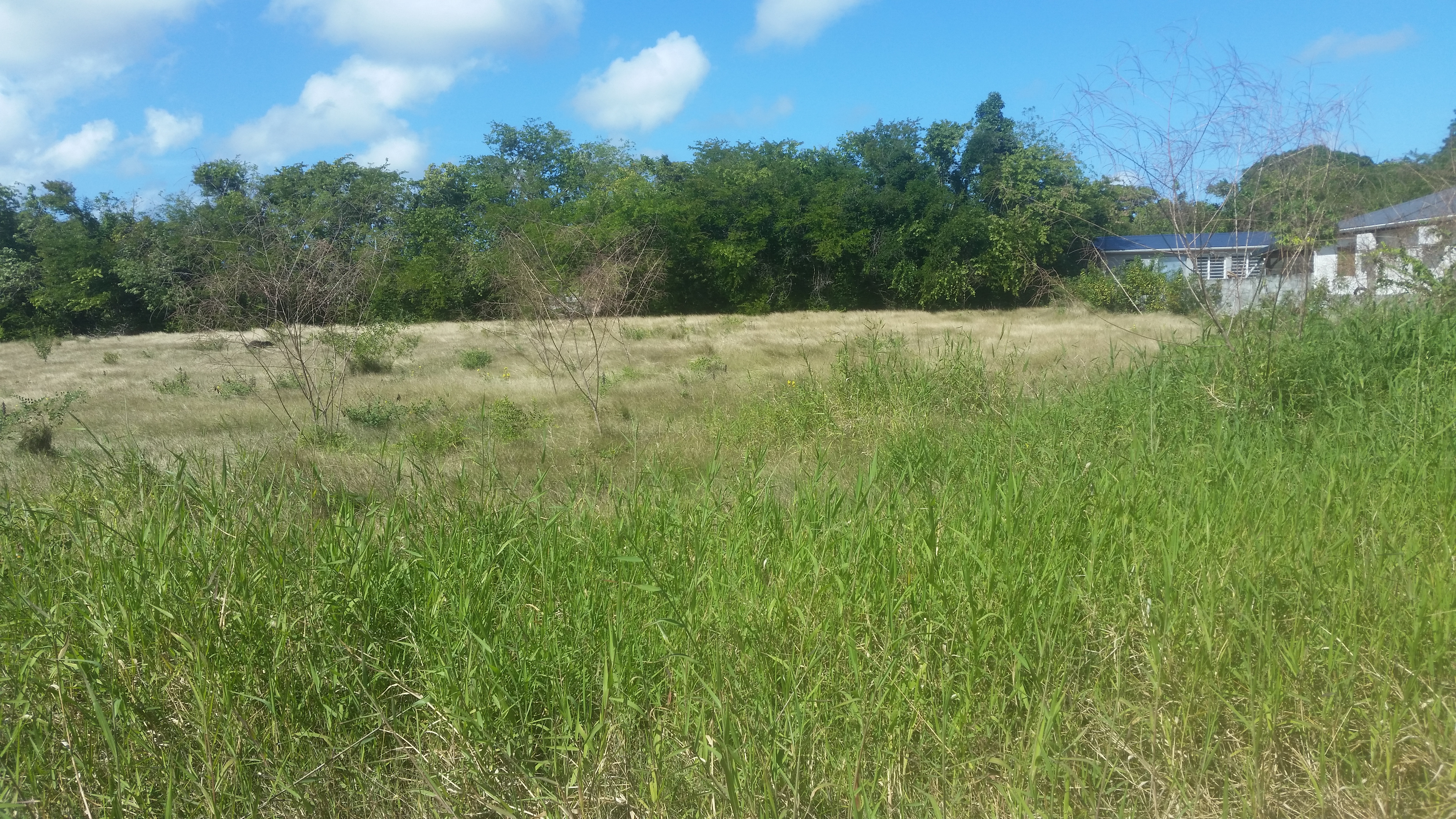Achat terrain Petit Canal (97131) Guadeloupe Grande Terre Nord Réf. 280