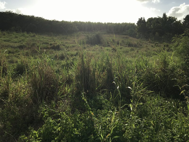 Achat terrain Petit Canal (97131) Guadeloupe Grande Terre Nord Réf. TERVTE79138