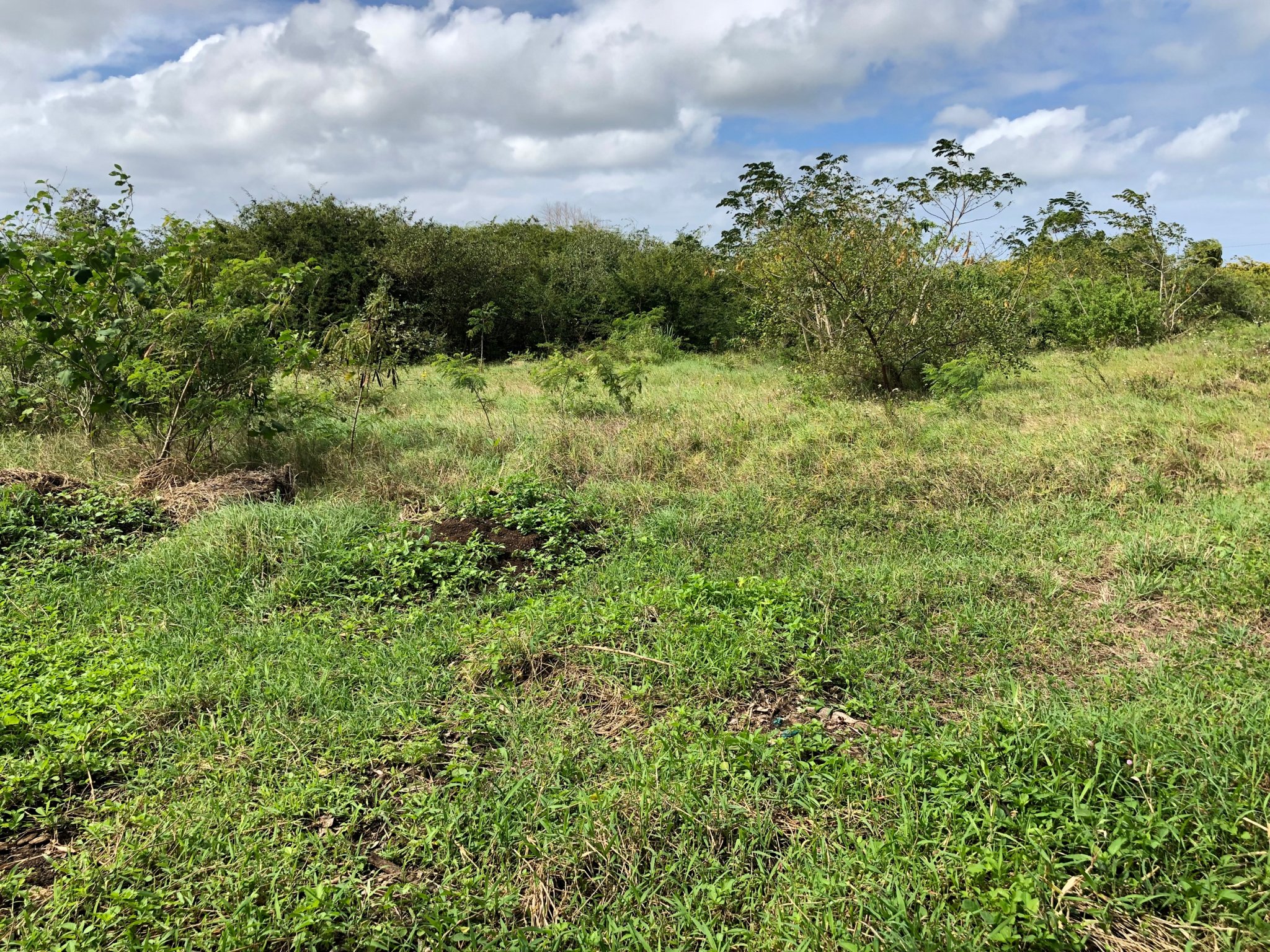 Achat terrain Petit Canal (97131) Guadeloupe Grande Terre Nord Réf. VTE10002026