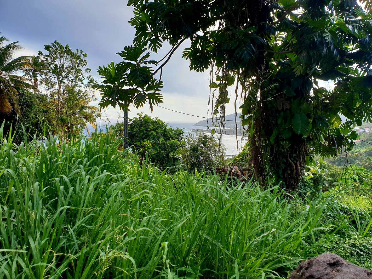 Achat terrain Trois Rivières (97114) Guadeloupe Basse Terre Sud Réf. 14965