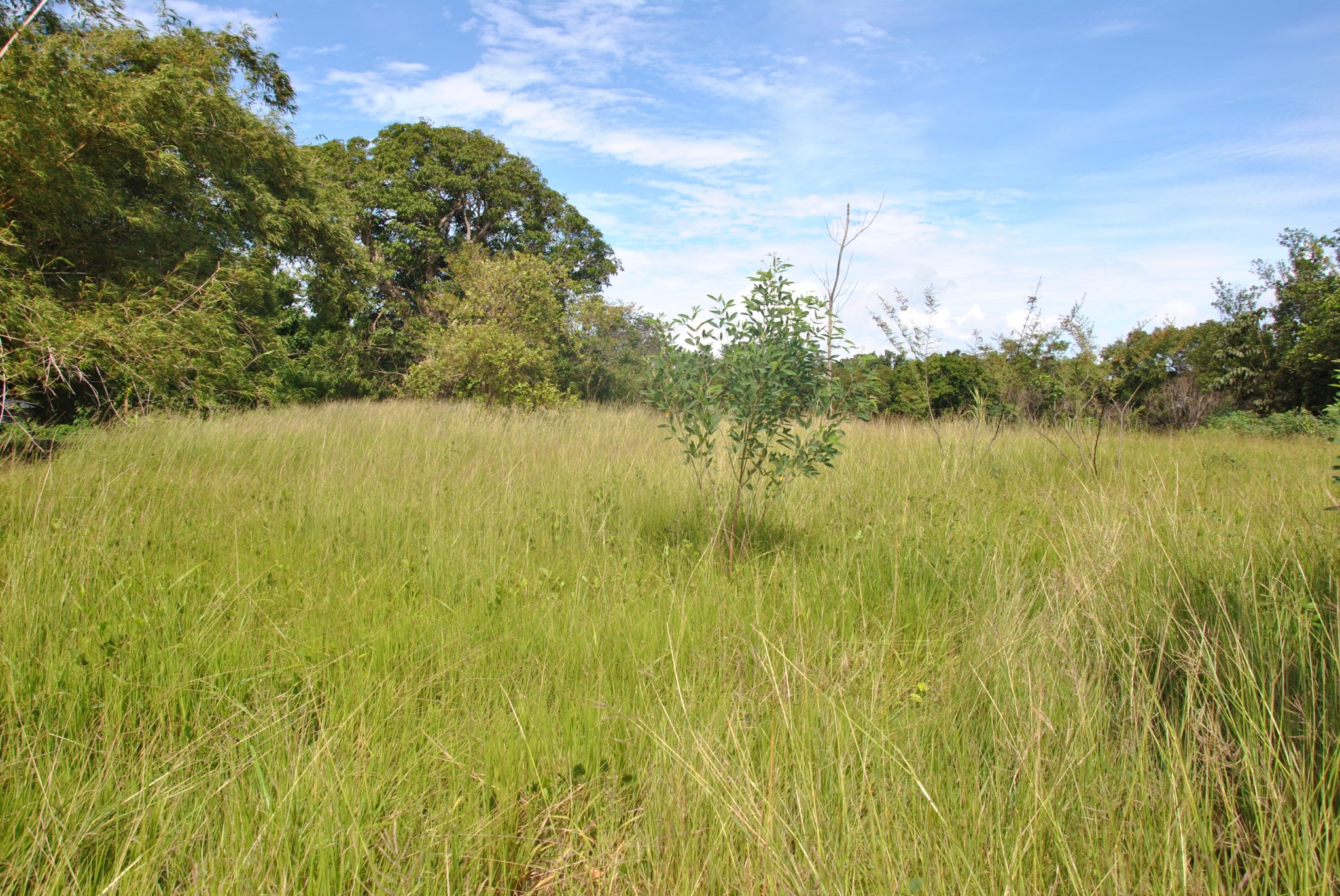 Achat terrains Les Abymes (97139) Guadeloupe Centre Réf. 3468
