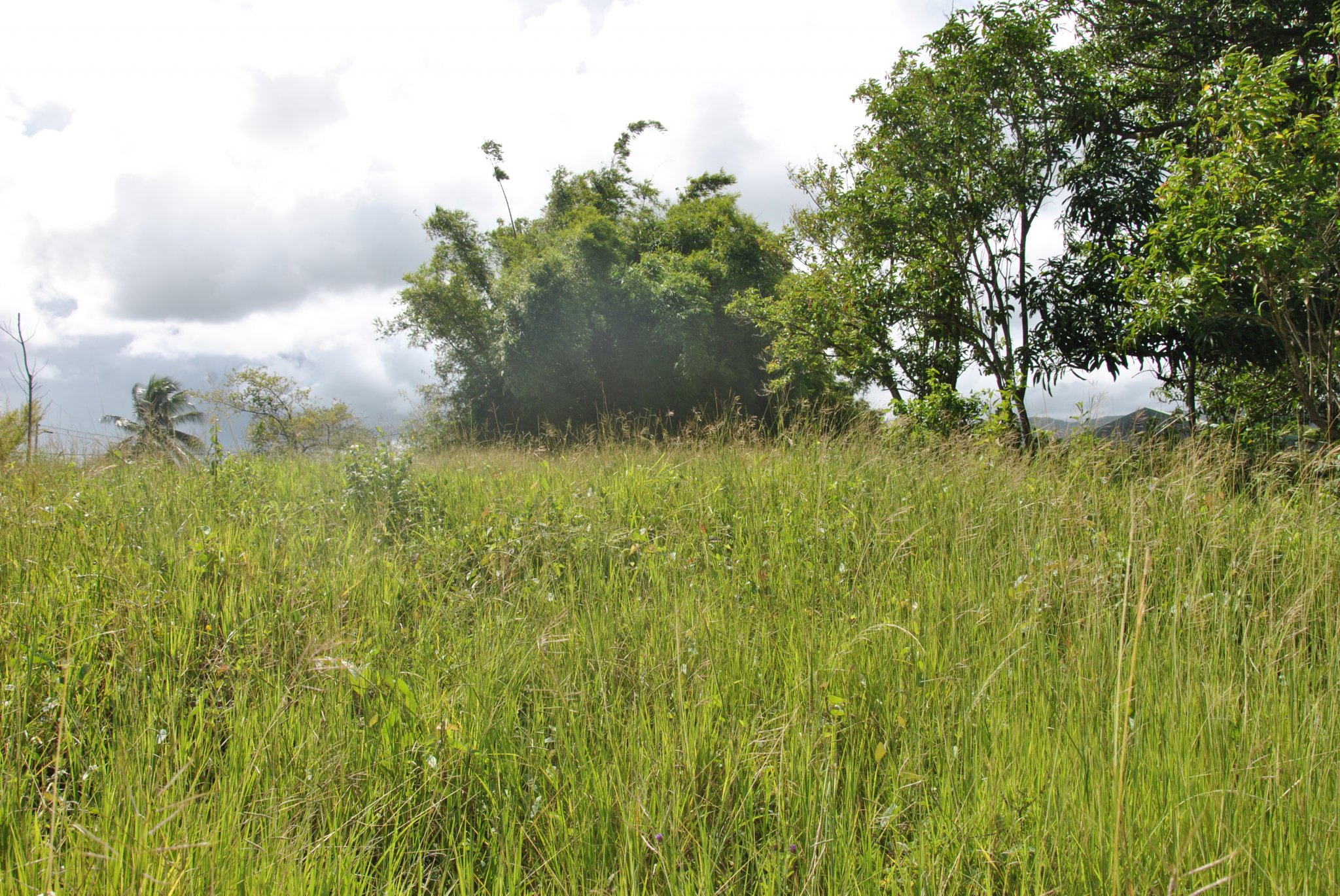 Achat terrains Les Abymes (97139) Guadeloupe Centre Réf. 3468