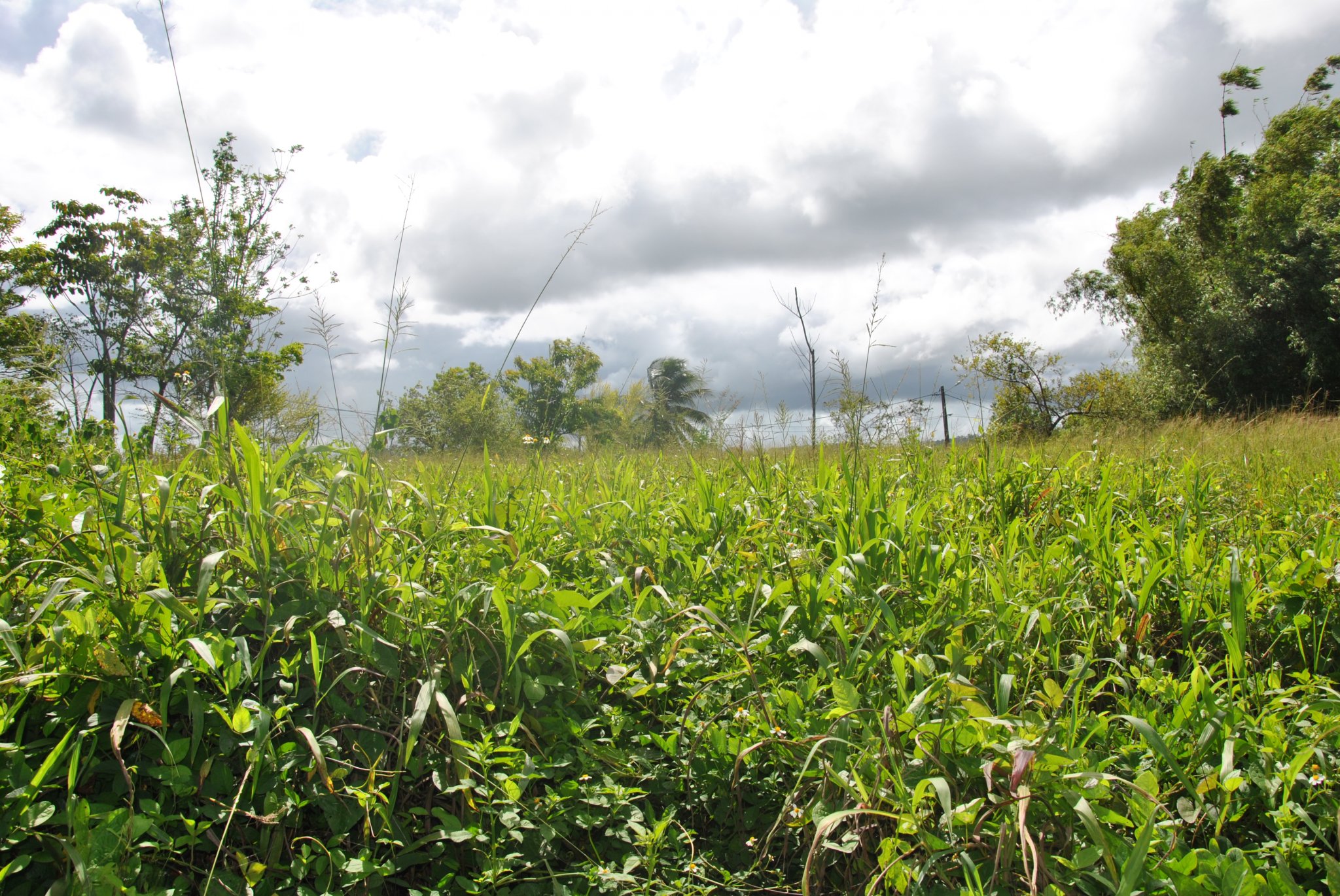 Achat terrains Les Abymes (97139) Guadeloupe Centre Réf. 3468