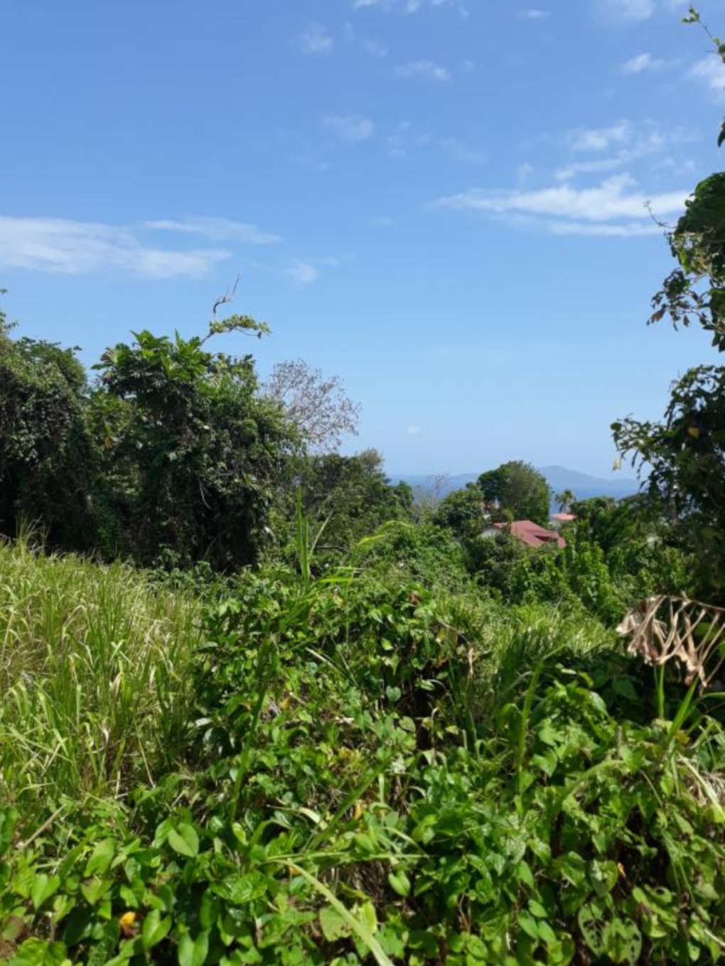 Achat terrain Trois Rivières (97114) Guadeloupe Basse Terre Sud Réf. VTE220002101