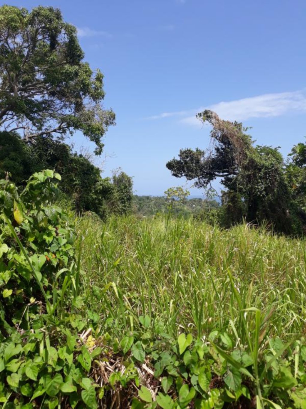 Achat terrain Trois Rivières (97114) Guadeloupe Basse Terre Sud Réf