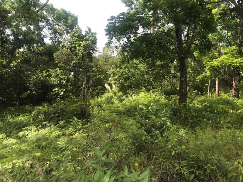 Achat terrain Petit Bourg (97170) Guadeloupe Basse Terre Nord Réf. 997